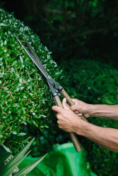 Professional gardener trimming ornamental hedge with pruning shears as part of expert landscape maintenance